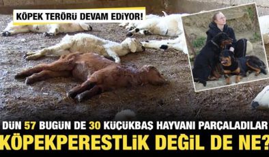 Başıboş köpek terörü devam ediyor! Dün 57 bugün de 30 küçükbaş hayvan telef oldu