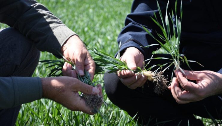 Tahıl ambarı Konya’da hububat ürünlerinde bitki gelişimi iyi