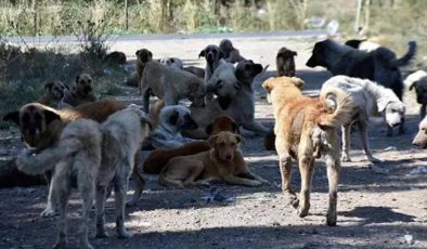 Başıboş köpek sorunu için bir öneri daha! “Sonuç yoksa uyutmak…”