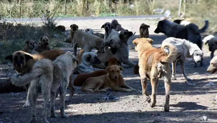 Başıboş köpek sorunu için bir öneri daha! “Sonuç yoksa uyutmak…”