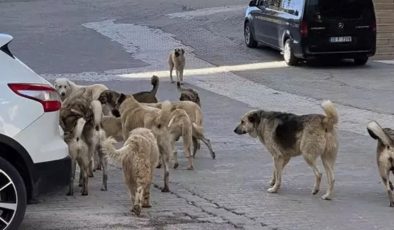 Köpekseverlerden barınak baskısı! Hukukçular uyardı: Yetkililer sorumlu olur