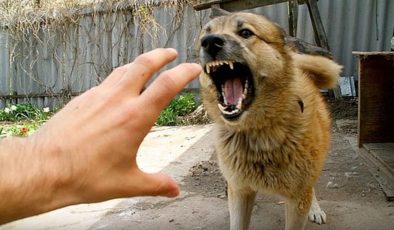 Meclis’i harekete geçiren tehdit! Avrupa başıboş köpek sorununu nasıl çözdü?