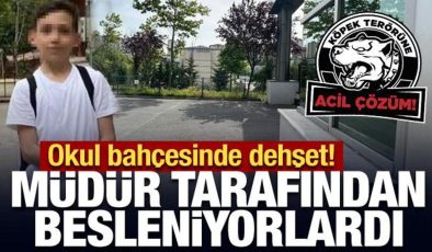 Okul bahçesinde dehşet: Müdür tarafından beslenen köpekler öğrenciye saldırdı!