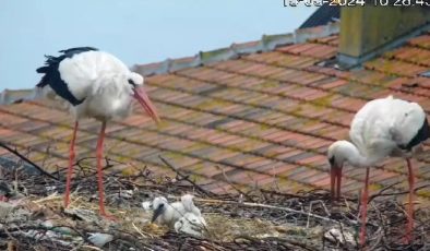 Yaren leylekten üzen haber! 2 yavrusunu kaybetti