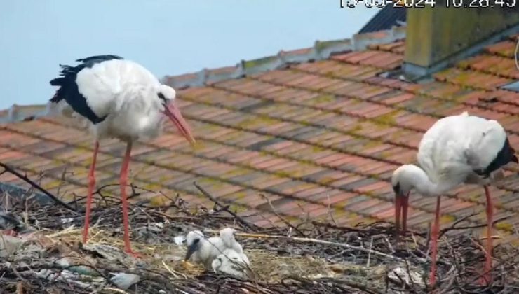 Yaren leylekten üzen haber! 2 yavrusunu kaybetti