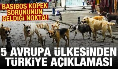 Başıboş köpek sorunu: 5 Avrupa ülkesinden Türkiye’ye seyahat uyarısı