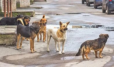 Bazı AK Partili isimler direniyor iddiası! Başıboş köpek yasası başka bahara kaldı