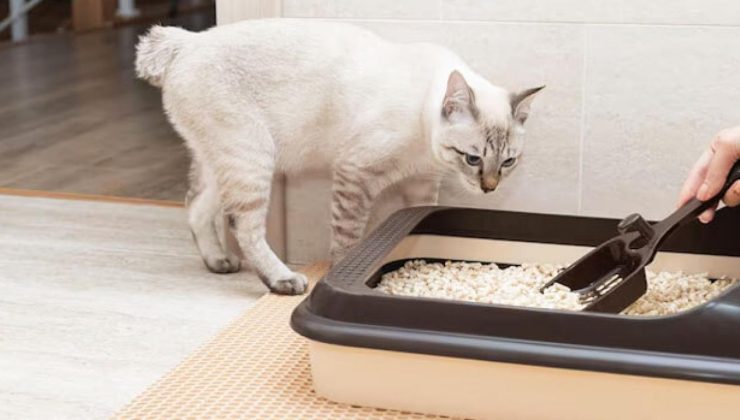 Kedi tuvaleti kokusunu anında yok eden mucize formül: Kedinizin tuvaleti artık kötü koku yaymayacak!