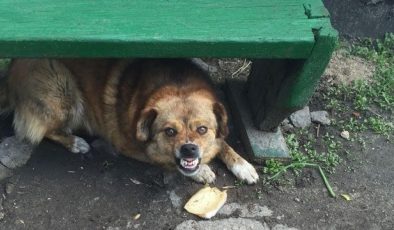 Köpek saldırılarında kaç kişi hayatını kaybetti? Korkunç rakam