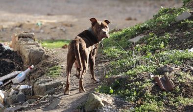 Köpeklerin sahibi var, insanların yok: Yasa tasarısında yumuşama sinyalleri isyan ettirdi!