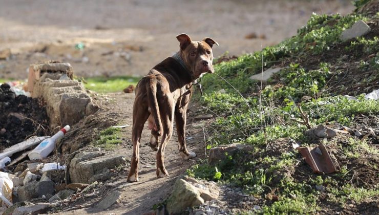 Köpeklerin sahibi var, insanların yok: Yasa tasarısında yumuşama sinyalleri isyan ettirdi!