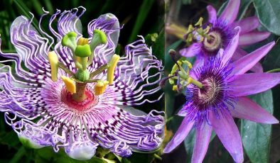 Passiflora çiçeği ve çayı faydaları nelerdir? Çarkıfelek otu nasıl demlenir?