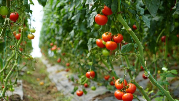 Bu domatesler hastalık ve virüse yakalanmıyor