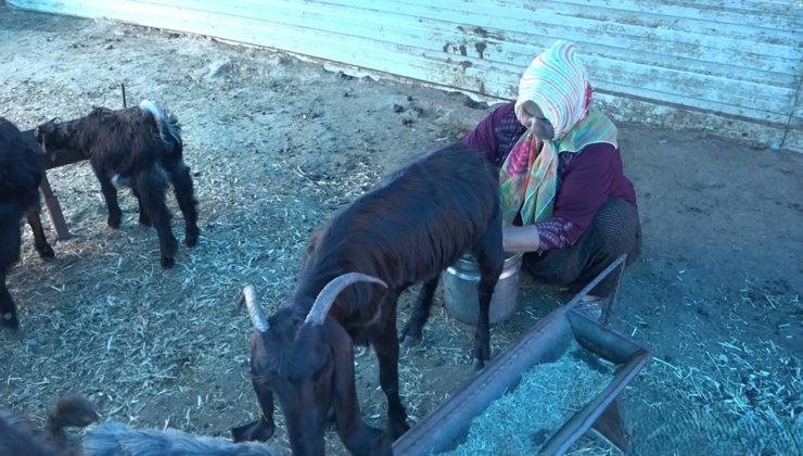 Depremde 300 hayvanı telef olan kadına devlet elini uzattı