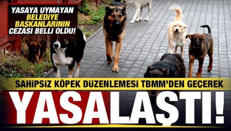 Sahipsiz köpek düzenlemesi TBMM’den geçerek yasalaştı! Belediye Başkanlarına ceza!