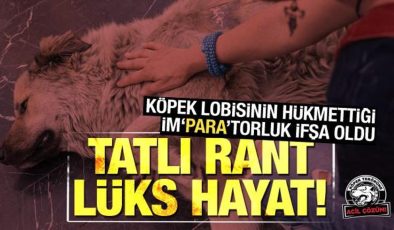 Sözde köpek seviciliğinin arkasında tatlı rant, lüks hayat!