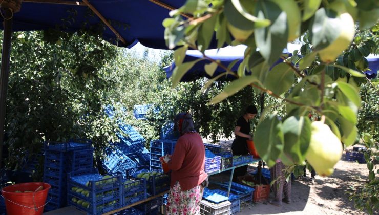 Yaz tatilinde tarlaya koştular, 40 derece sıcakta hasat yaptılar