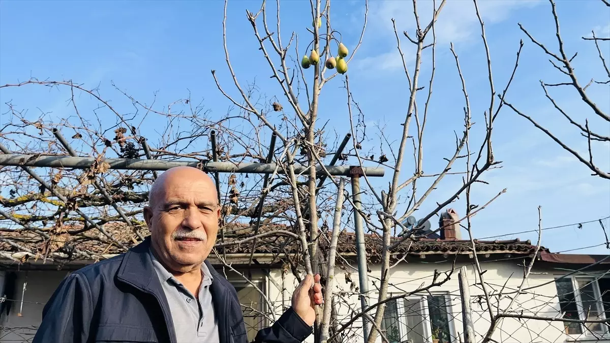 Çanakkale’de Kışın Meyve Veren Ağaç